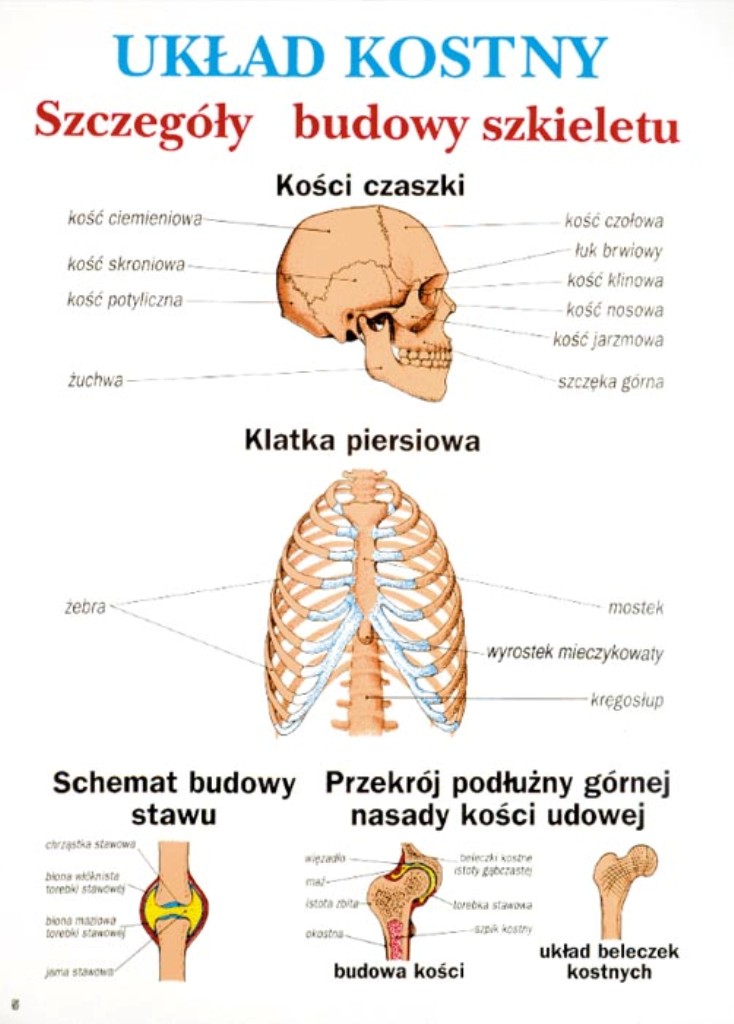 Tablice graficzne Anatomia i fizjologia człowieka -