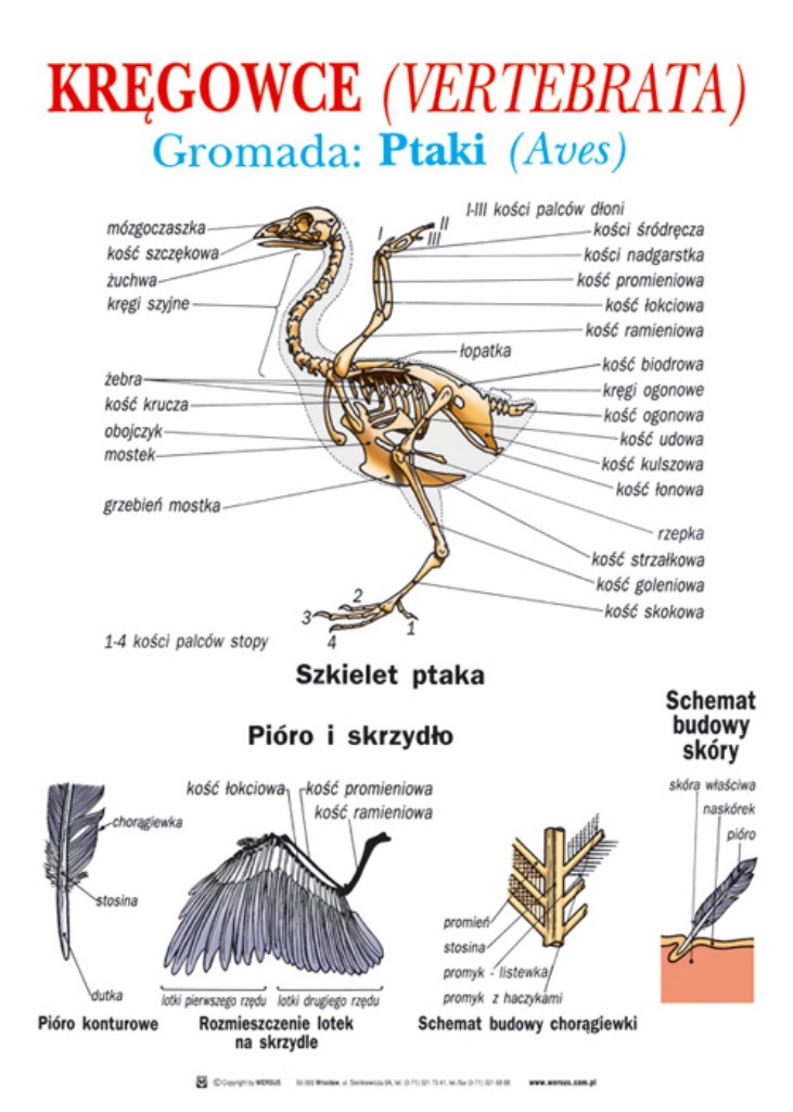 Tablice garficzne Zoologia dla Gimnazjum cz.II